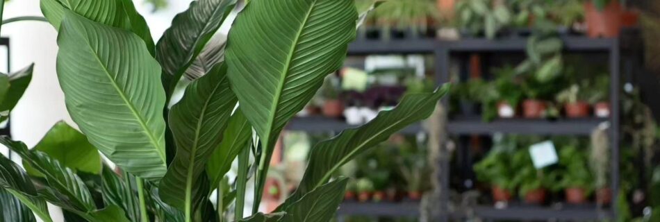 NAVRO. - Studio Projektowe &raquo; 19 czerwca, 2024