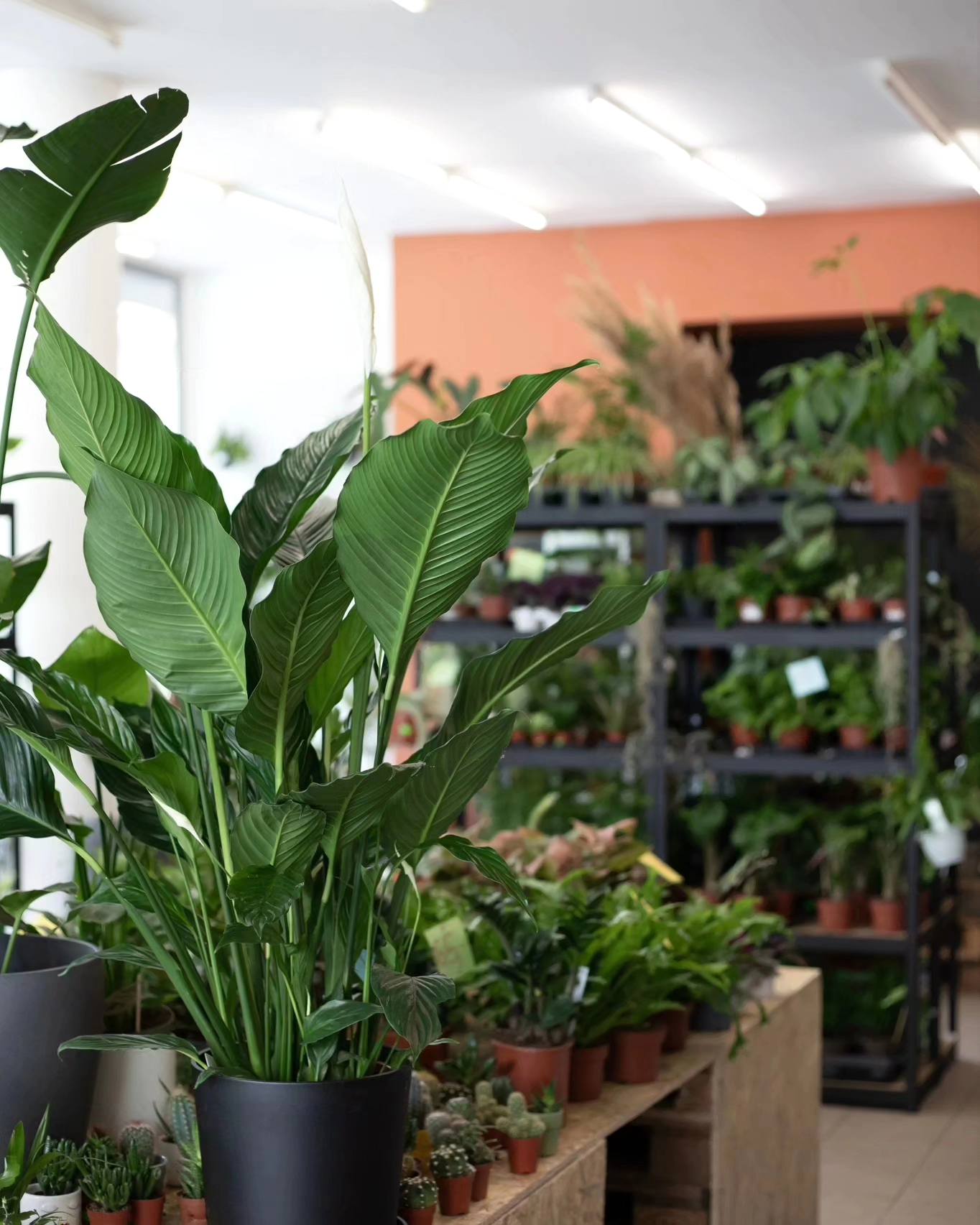 NAVRO. - Studio Projektowe &raquo; 19 czerwca, 2024